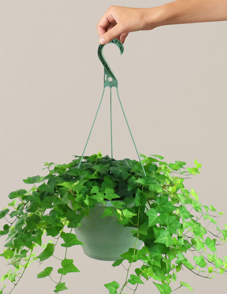 English Ivy Hanging Basket