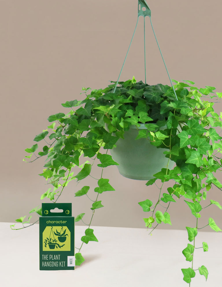 English Ivy Hanging Basket