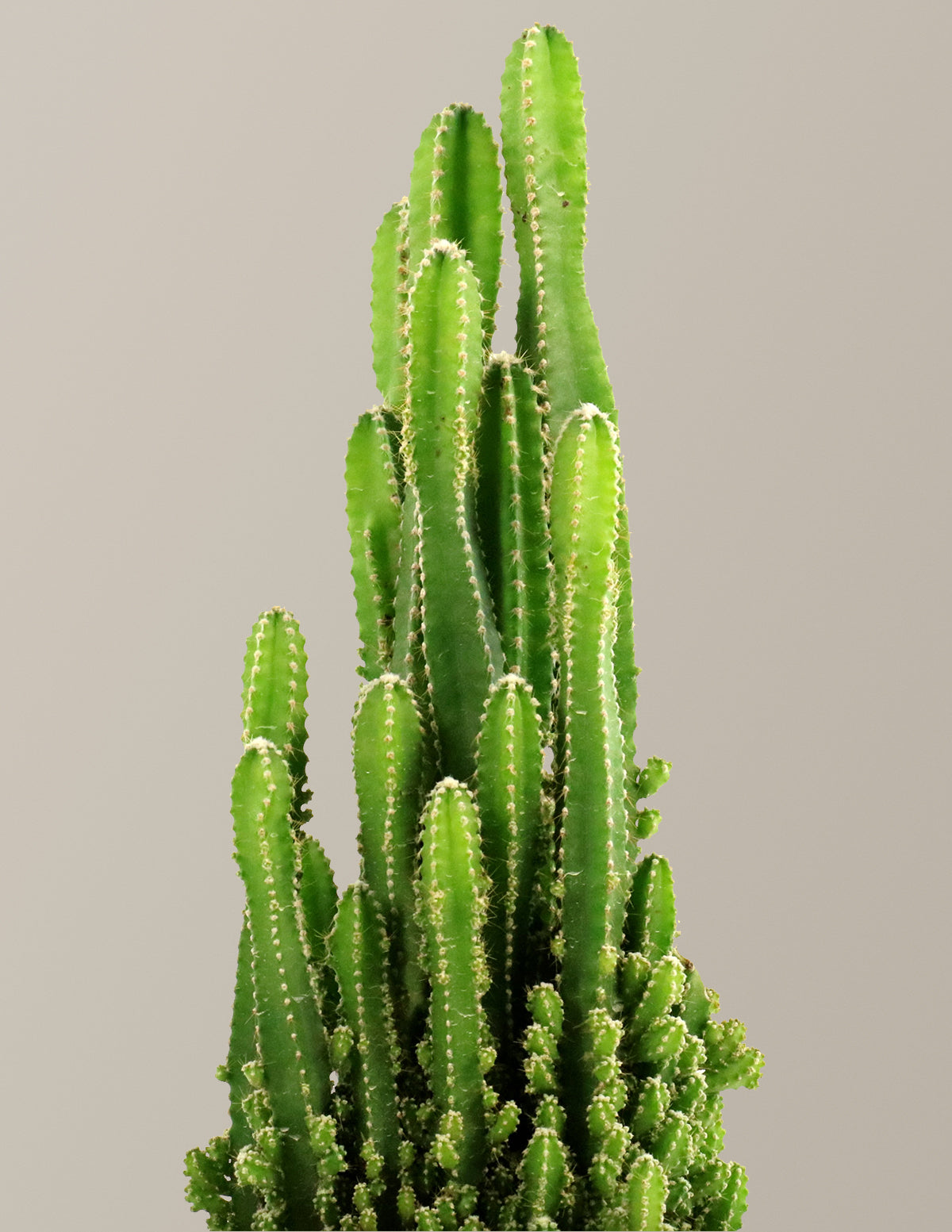 Fairy Castle Cactus