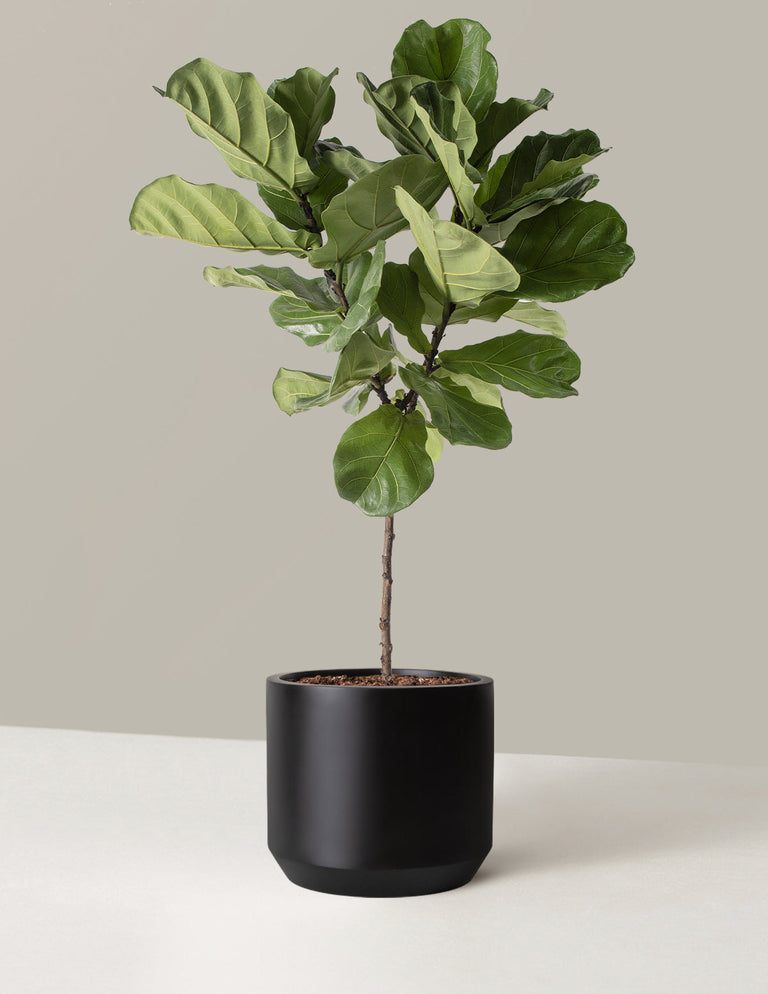 Fiddle Leaf Fig