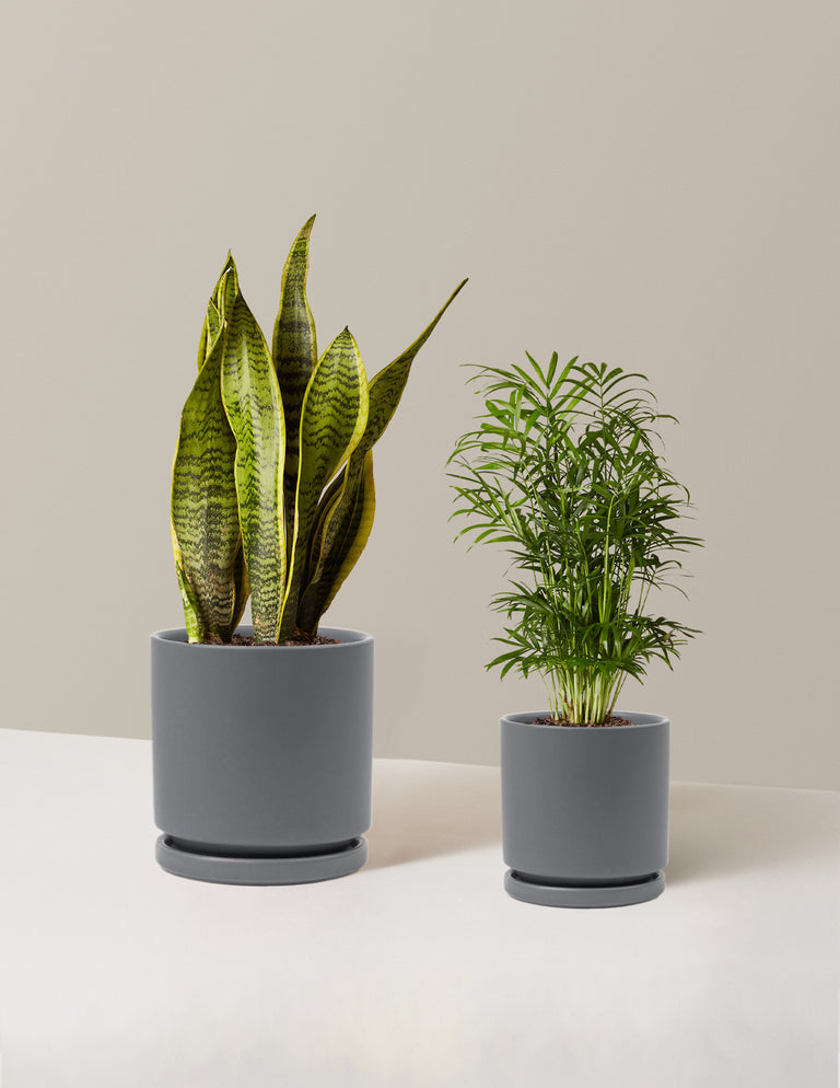 Hardy Houseplants Duo