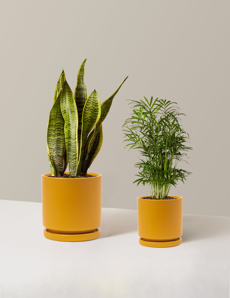 Hardy Houseplants Duo