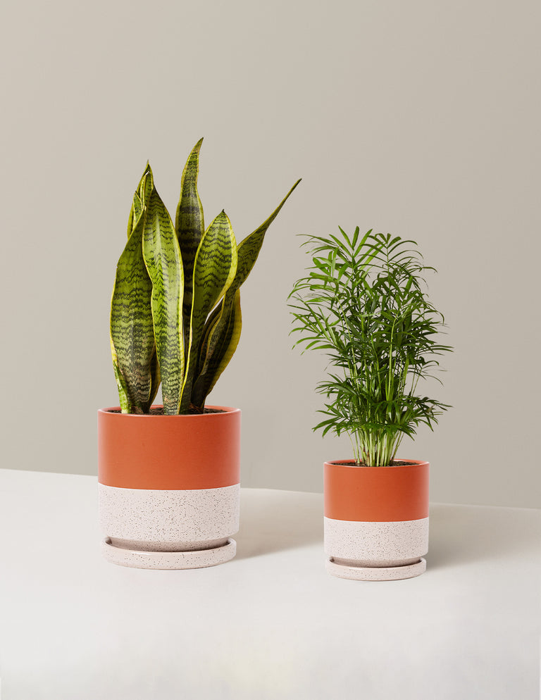 Hardy Houseplants Duo