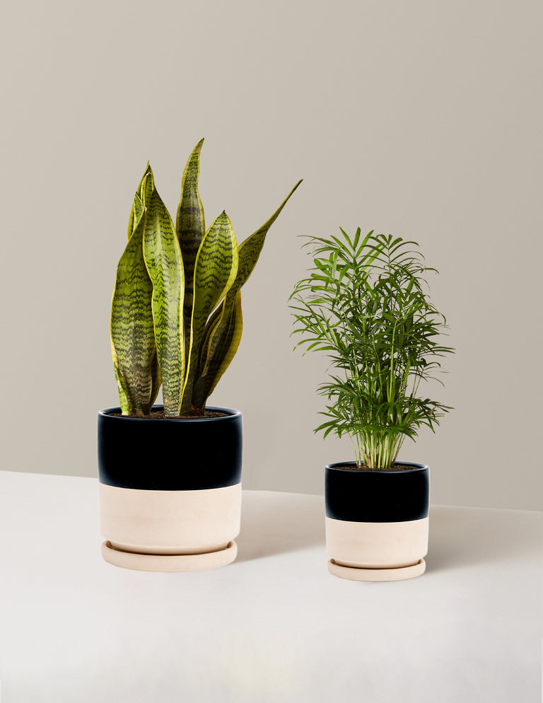 Hardy Houseplants Duo