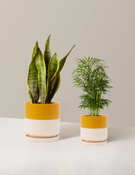 Hardy Houseplants Duo