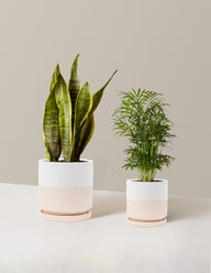 Hardy Houseplants Duo