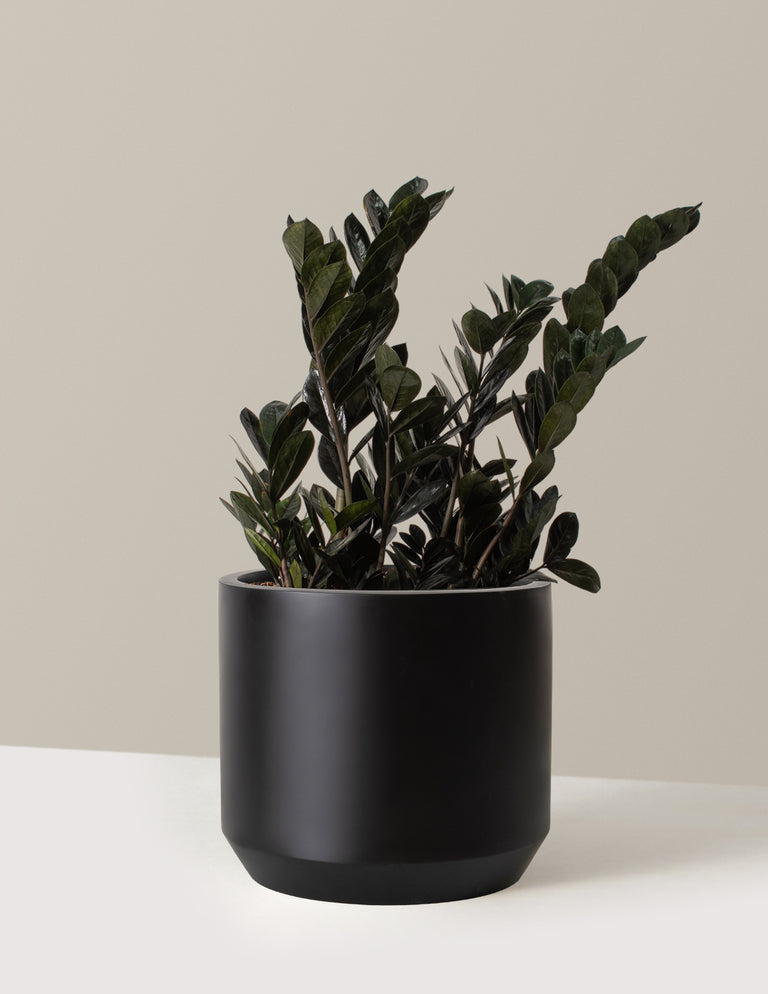 Black ZZ Plant