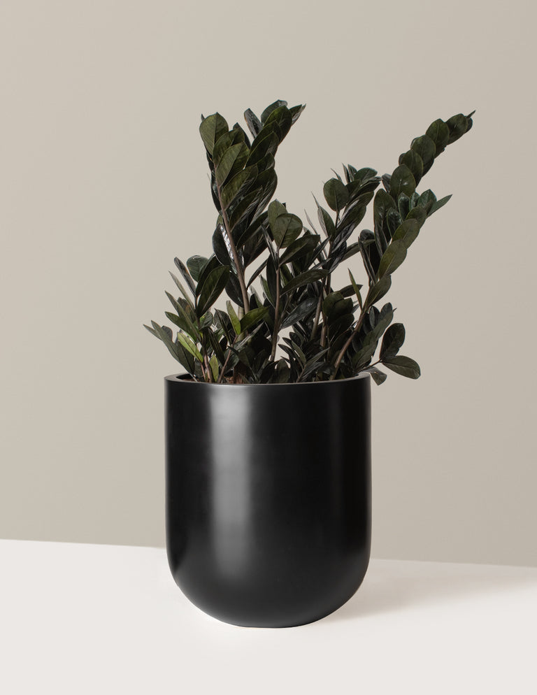 Black ZZ Plant