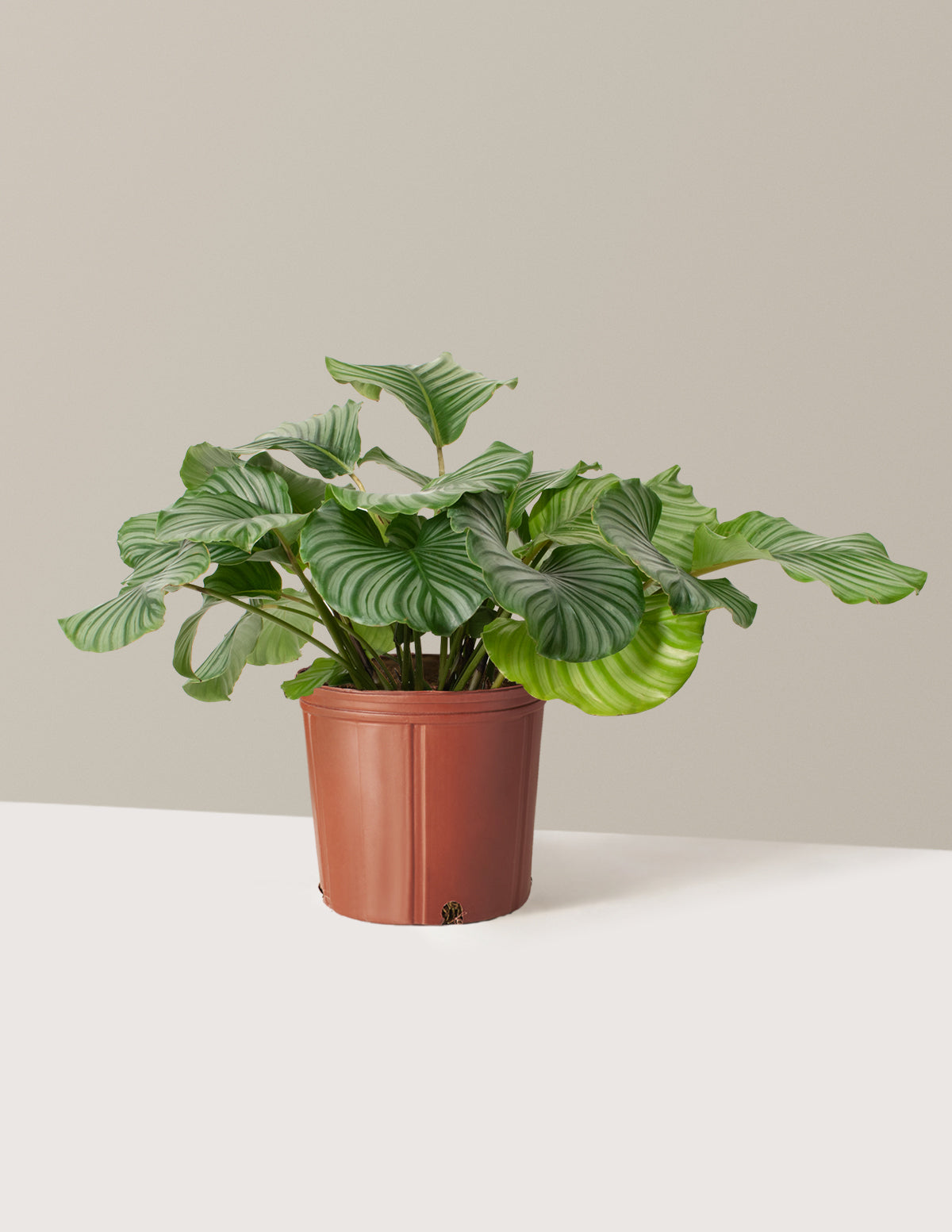 Large Calathea Orbifolia