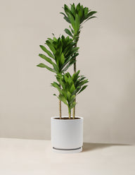 Large Dracaena Compacta Cane