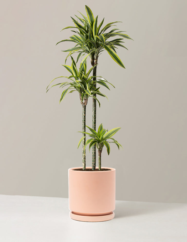 Large Dracaena Lemon Lime