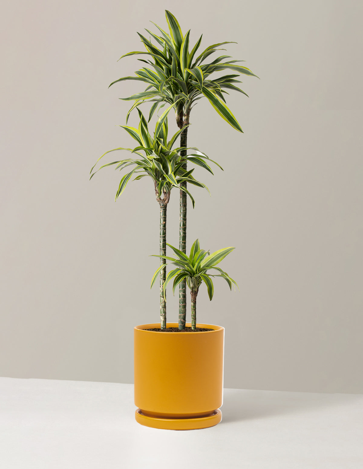 Large Dracaena Lemon Lime