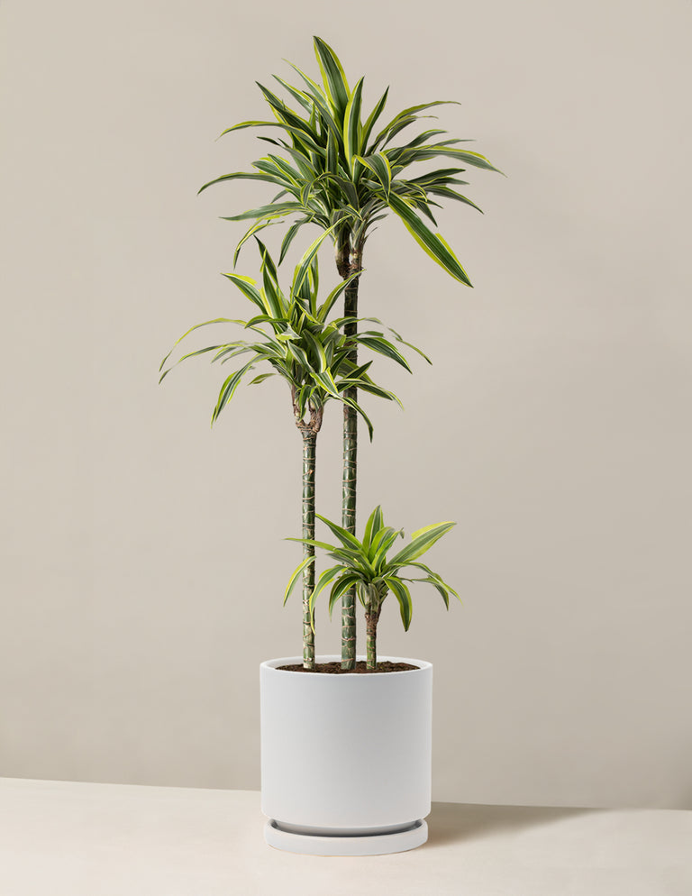 Large Dracaena Lemon Lime