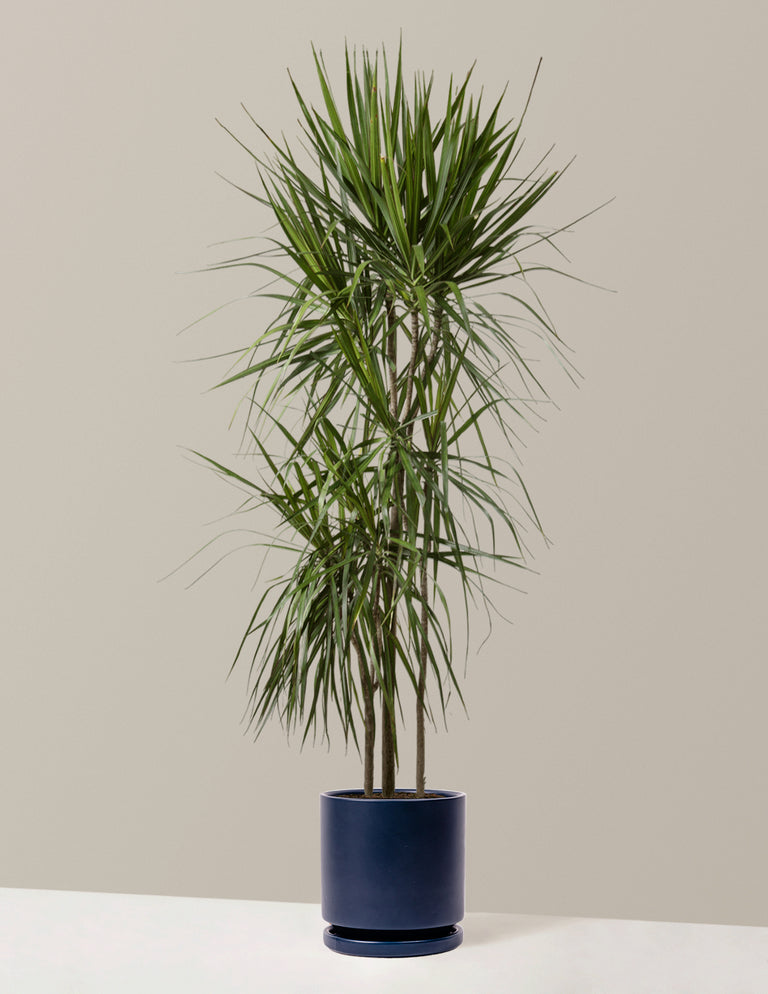 Large Dracaena Marginata Tree