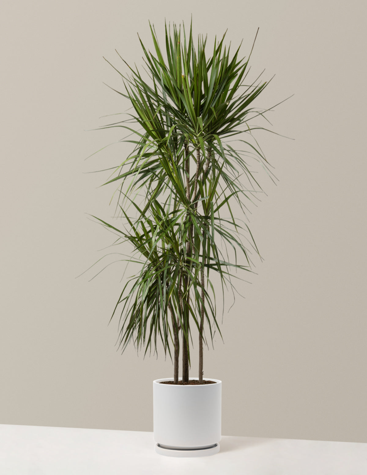 Large Dracaena Marginata Tree