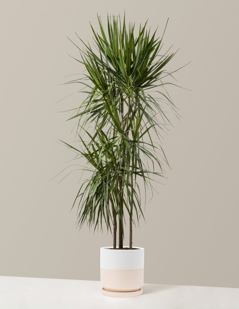 Large Dracaena Marginata Tree