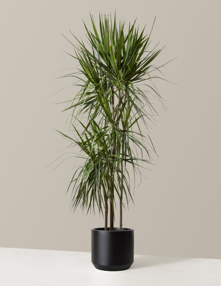 Large Dracaena Marginata Tree