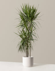 Large Dracaena Marginata Tree