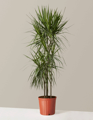 Large Dracaena Marginata Tree