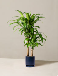 Large Dracaena 'Mass Cane'