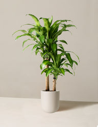 Large Dracaena 'Mass Cane'