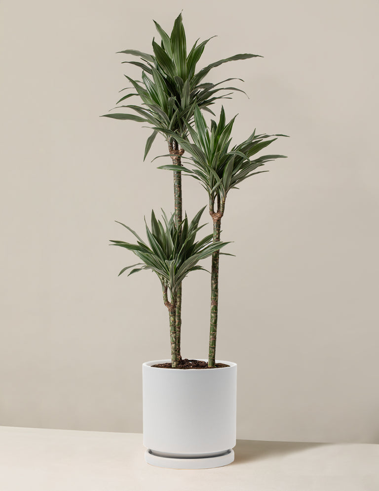 Large Dracaena Warneckii