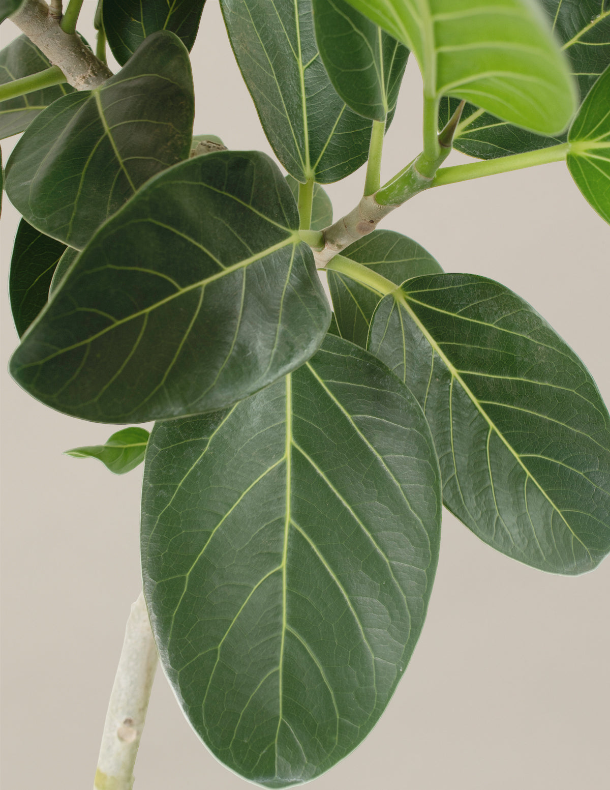 Ficus Audrey Tree