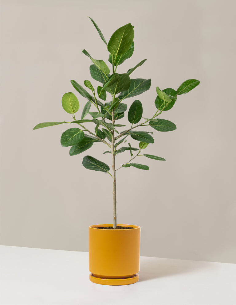 Ficus Audrey Tree