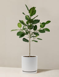 Ficus Audrey Tree