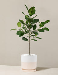 Ficus Audrey Tree