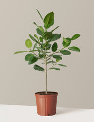 Ficus Audrey Tree