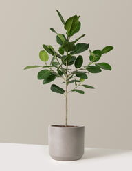 Ficus Audrey Tree