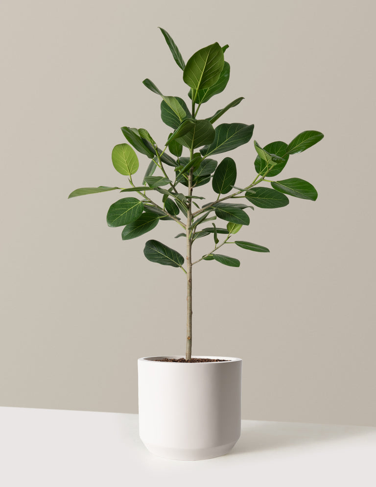 Ficus Audrey Tree