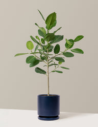 Ficus Audrey Tree