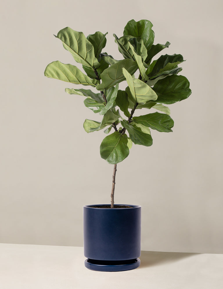 Fiddle Leaf Fig