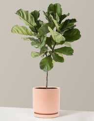 Fiddle Leaf Fig