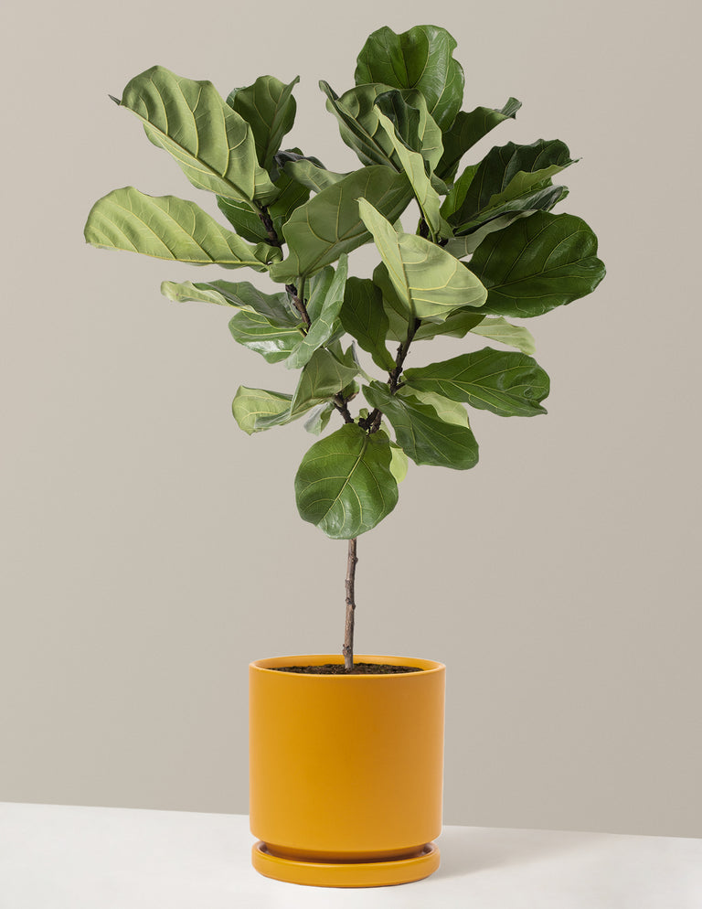 Fiddle Leaf Fig