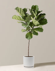 Fiddle Leaf Fig