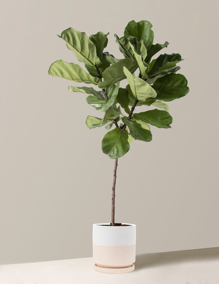 Fiddle Leaf Fig