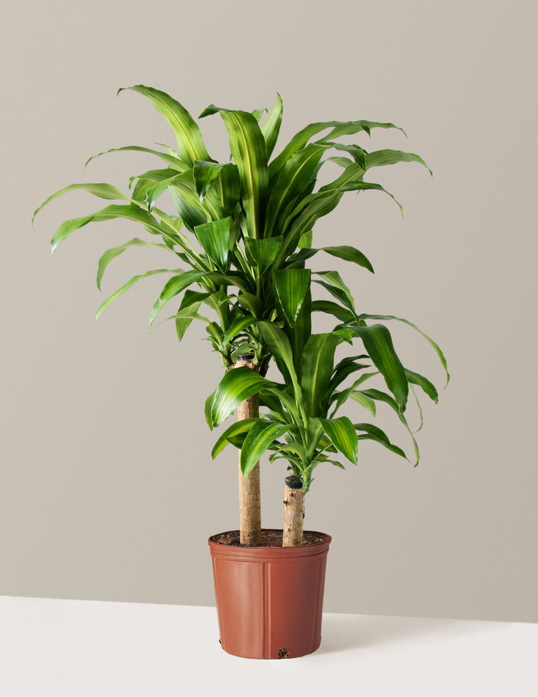 Large Dracaena 'Mass Cane'