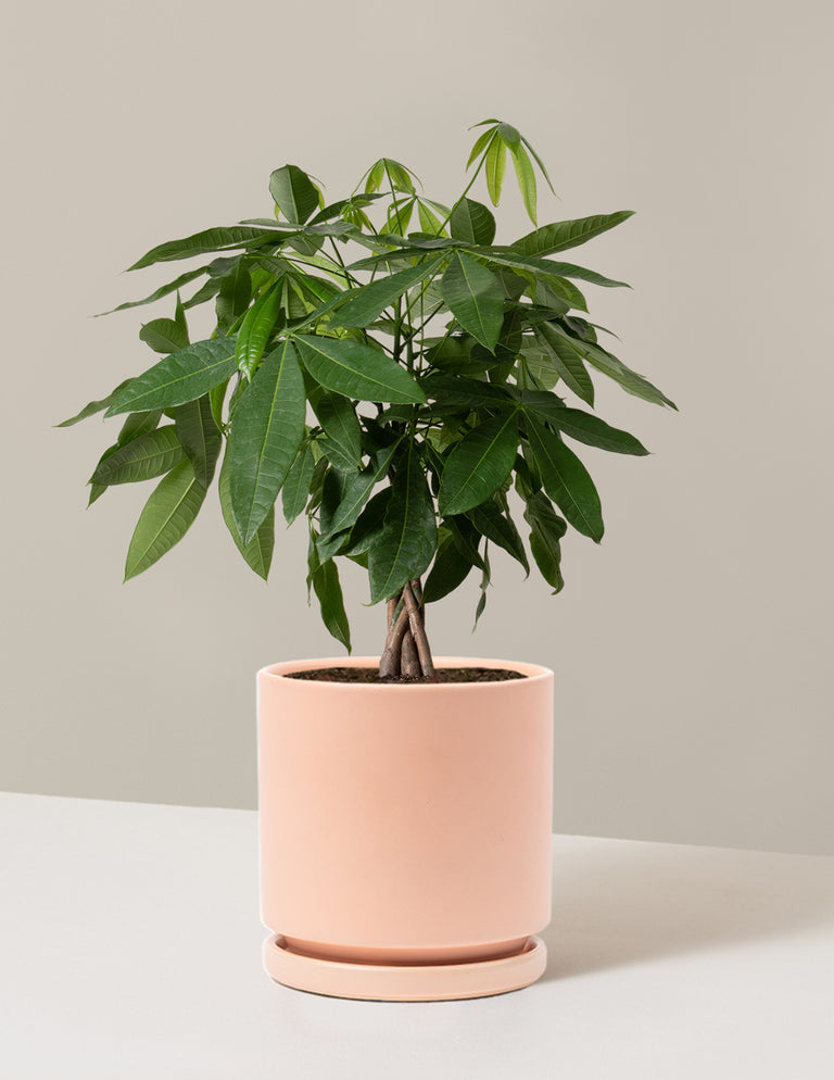 Money Tree Plant