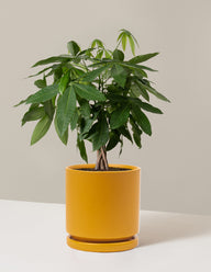 Money Tree Plant