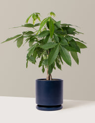 Money Tree Plant