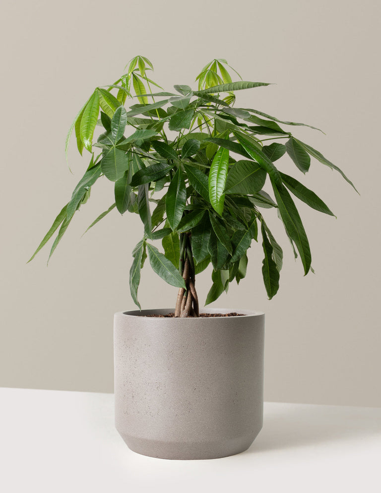 Money Tree Plant