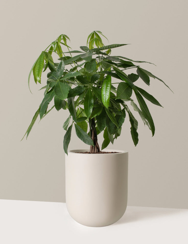 Money Tree Plant