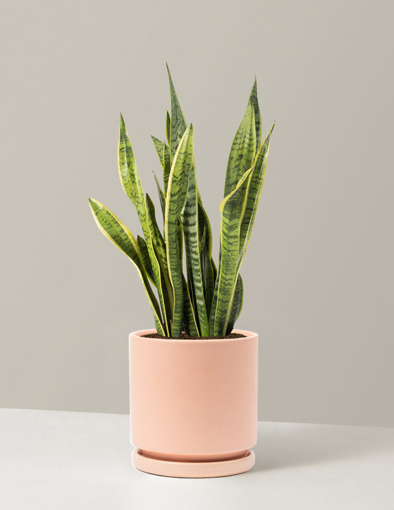 Snake Plant Laurentii