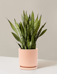 Snake Plant Zeylanica