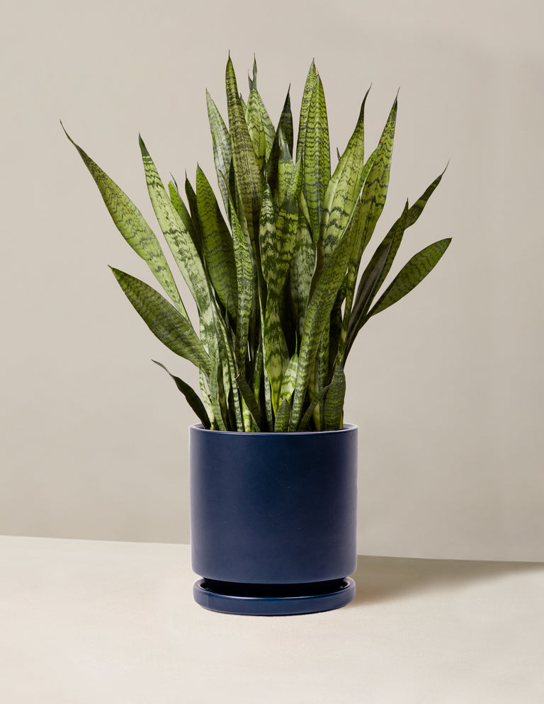 Snake Plant Zeylanica