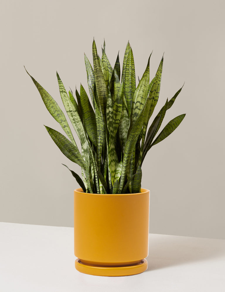 Snake Plant Zeylanica