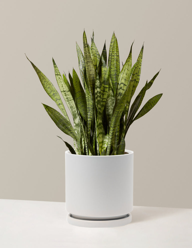 Snake Plant Zeylanica